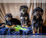 Small Photo #12 Brussels Griffon Puppy For Sale in WOODINVILLE, WA, USA