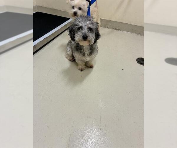 Medium Photo #1 Poodle (Miniature)-Unknown Mix Puppy For Sale in Fremont, CA, USA