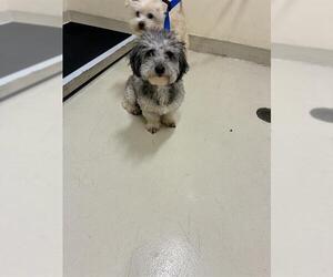 Poodle (Miniature)-Unknown Mix Dogs for adoption in Fremont, CA, USA