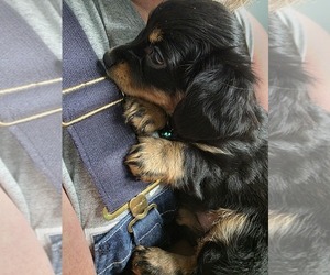 Dachshund Puppy for sale in SPIRO, OK, USA