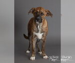 Small #6 Plott Hound Mix