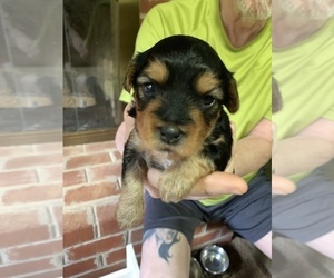 YorkiePoo Puppy for sale in LYNCHBURG, VA, USA