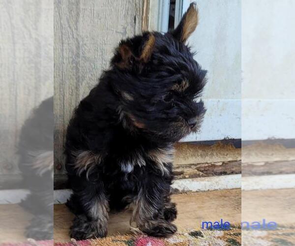 Medium Photo #2 Yorkshire Terrier Puppy For Sale in CONKLIN, NY, USA