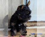 Small #1 Yorkshire Terrier