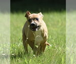 Small #1 Shepradors