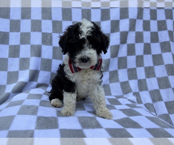 Medium Photo #5 Cockapoo (Miniature) Puppy For Sale in LAKELAND, FL, USA