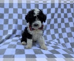 Small #4 Cockapoo (Miniature)