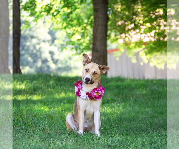 Medium Photo #7 Siberian Husky-Unknown Mix Puppy For Sale in Unionville, PA, USA