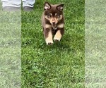 Small #5 Miniature Australian Shepherd