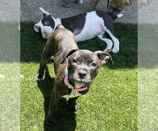 Medium Photo #7 American Pit Bull Terrier Puppy For Sale in Berkeley, CA, USA