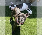 Small #6 American Pit Bull Terrier