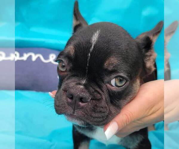 Medium Photo #1 French Bulldog Puppy For Sale in SAINT AUGUSTINE, FL, USA