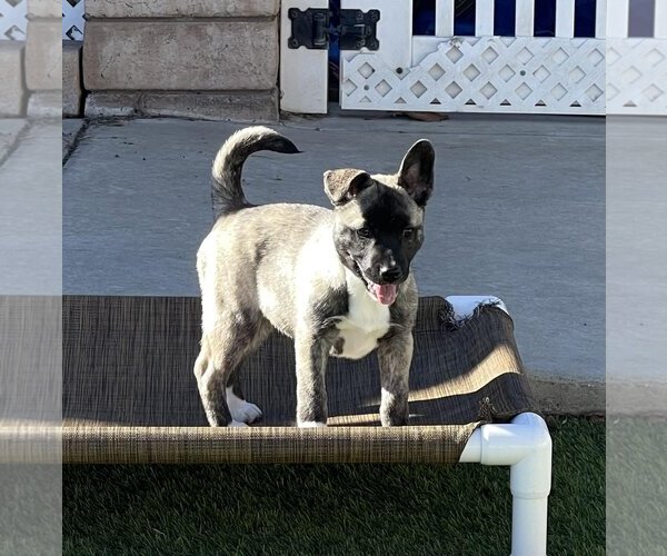Medium Photo #6 Huskies -Unknown Mix Puppy For Sale in La Verne, CA, USA