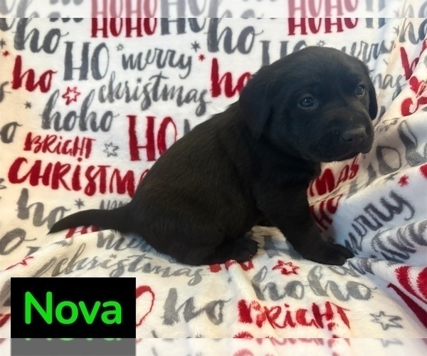 Medium Photo #4 Labrador Retriever Puppy For Sale in FAYETTEVILLE, OH, USA