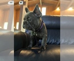Small Photo #3 French Bulldog Puppy For Sale in NEWARK, OH, USA