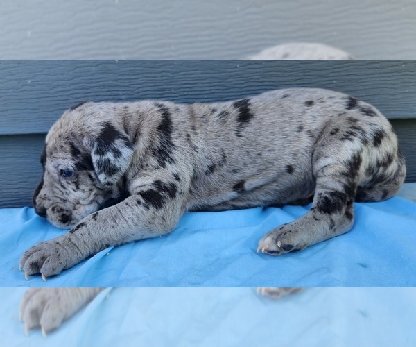 Medium Photo #6 Great Dane Puppy For Sale in MOUNT STERLING, KY, USA
