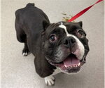 Small American Bulldog Mix