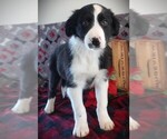 Puppy Hunter Border Collie