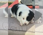 Small Photo #2 Border Collie Puppy For Sale in MC DANIELS, KY, USA