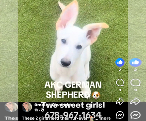 German Shepherd Dog Puppy for sale in GRIFFIN, GA, USA