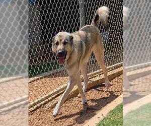 TEX - Male Anatolian Shepherd Dog for Adoption - Photo #3