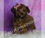 Small Photo #134 Yorkipoo Puppy For Sale in WARSAW, IN, USA