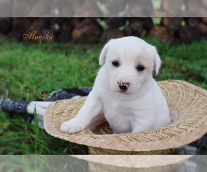 Australian Cattle Dog-Great Pyrenees Mix Puppy for sale in BARRY, TX, USA