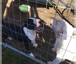 Small Photo #9 Bull Terrier Puppy For Sale in LONG BEACH, CA, USA