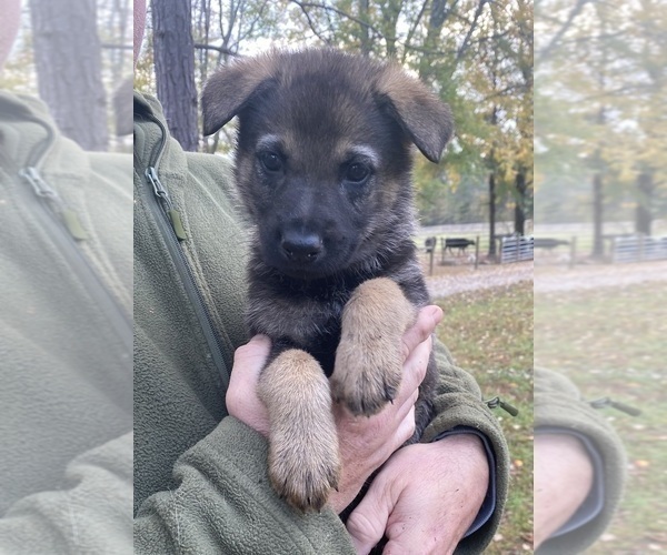 Medium Photo #19 Czech Wolfdog-German Shepherd Dog Mix Puppy For Sale in MIDDLETON, TN, USA