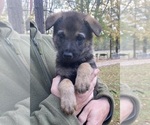 Small #18 Czech Wolfdog-German Shepherd Dog Mix