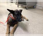 Small German Shepherd Dog