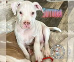 Small #6 Staffordshire Bull Terrier Mix