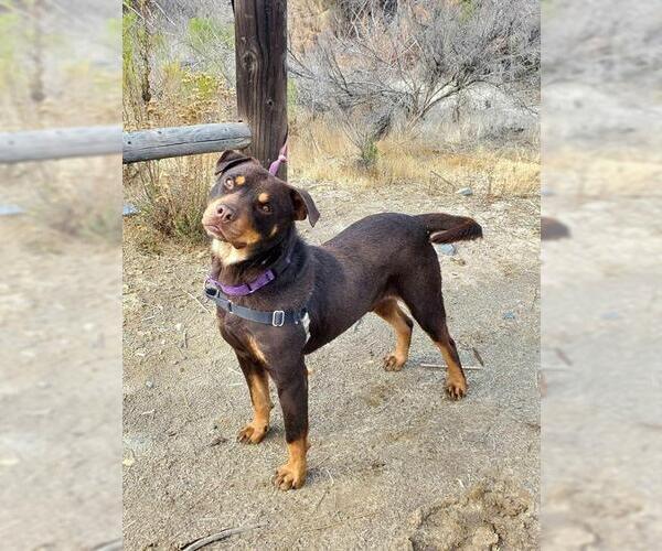 Medium Photo #1 Rottweiler-Unknown Mix Puppy For Sale in Chula Vista, CA, USA