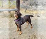 Small Rottweiler Mix