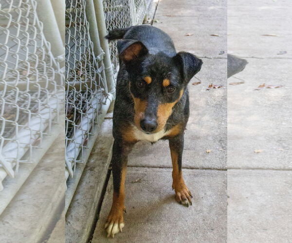 Medium Photo #7 Mutt Puppy For Sale in Frenchburg, KY, USA