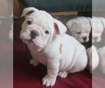 Small Photo #6 Bulldog Puppy For Sale in LITTLEROCK, CA, USA