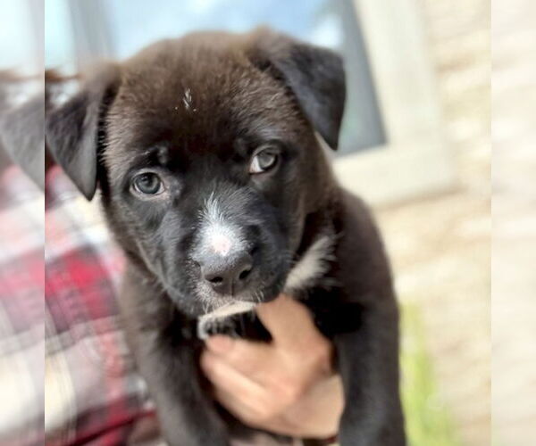Medium Photo #6 Labrador Retriever-Unknown Mix Puppy For Sale in San Juan Capistrano, CA, USA