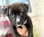 Small #5 Labrador Retriever Mix