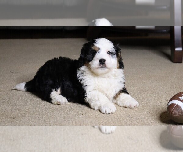 Medium Photo #2 Miniature Bernedoodle Puppy For Sale in FREDERICKSBG, OH, USA