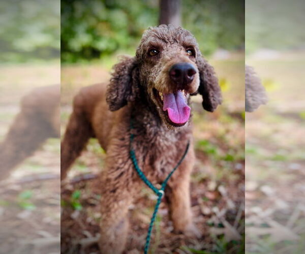 Medium Photo #6 Poodle (Standard) Puppy For Sale in Pacolet, SC, USA