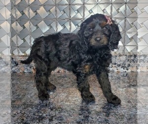 Cavapoo Puppy for sale in ELKHART, IN, USA