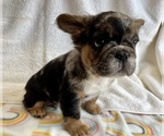 Small #15 French Bulldog