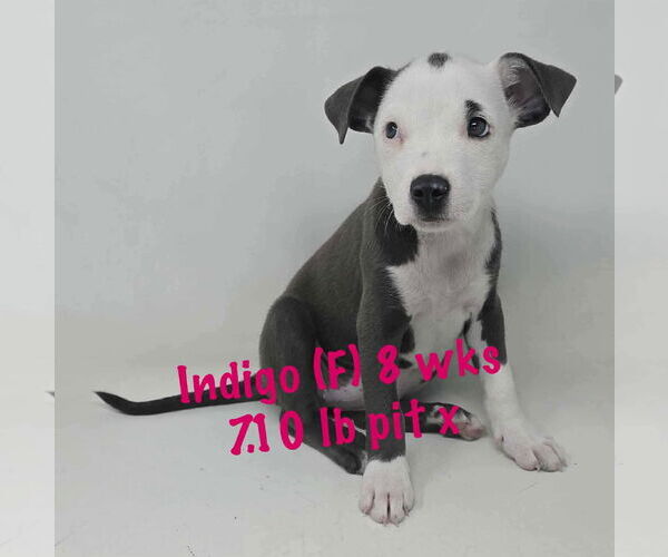 Medium Photo #1 American Pit Bull Terrier Puppy For Sale in pomfret, CT, USA