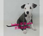 Small American Pit Bull Terrier