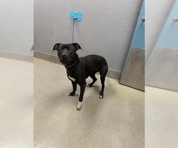 Medium Photo #1 Labrador Retriever-Unknown Mix Puppy For Sale in Las Vegas, NV, USA