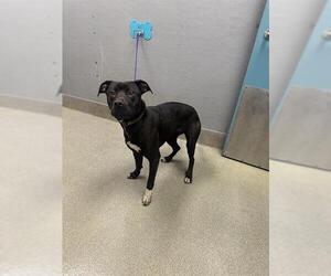 Labrador Retriever-Unknown Mix Dogs for adoption in Las Vegas, NV, USA