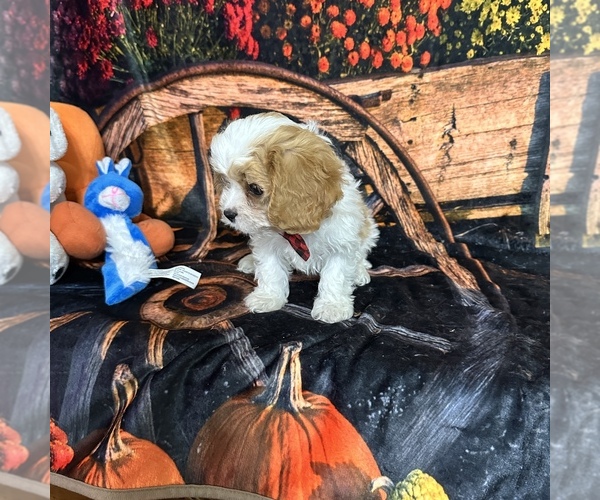 Medium Photo #9 Cavapoo Puppy For Sale in GREENVILLE, MO, USA