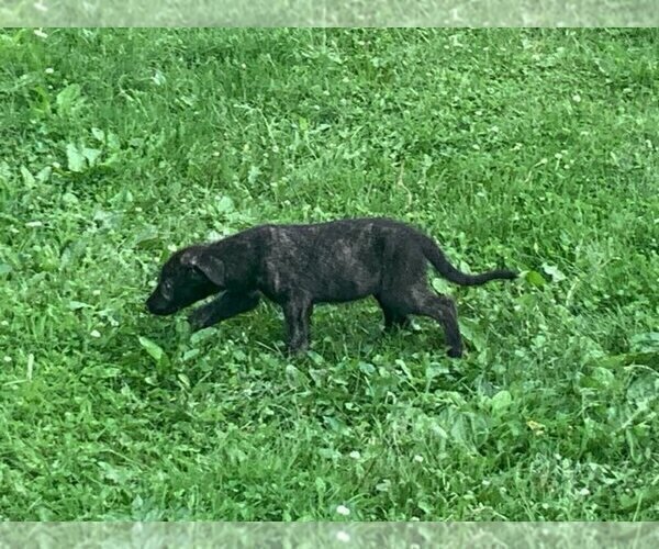 Medium Photo #2 Irish Wolfhound Puppy For Sale in ULYSSES, PA, USA