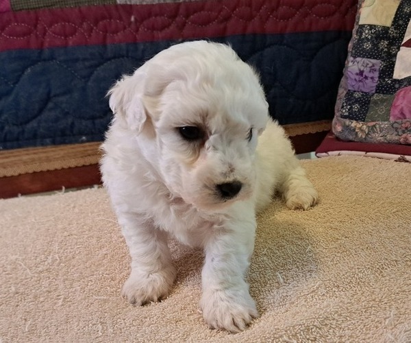 Medium Photo #1 Bichon Frise Puppy For Sale in PELHAM, NH, USA
