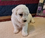 Puppy Female Puppy 2 Bichon Frise